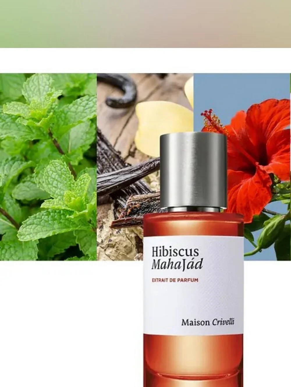Hibiscus MahaJád - Maison Crivelli 5OmI